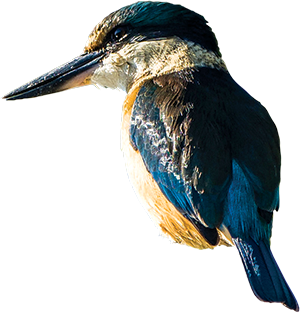 Picture of a Kingfisher