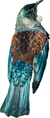 Picture of a Tui, native bird to New Zealand
